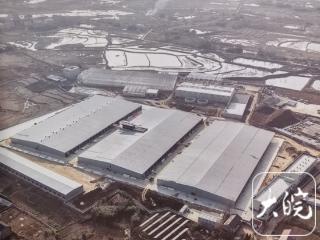 新春走基层|这个农历小年，有望吃上沪六“合育”双孢菇