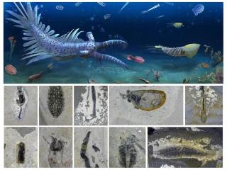 临沂大学教师在《Nature》发表古生物领域重要成果