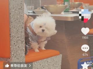 沈阳一烤肉店被指有人带狗上桌 市场监管部门：已责令整改并调取现场监控