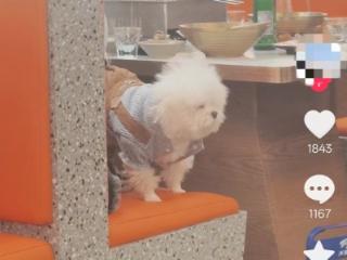 沈阳一烤肉店被指有人带狗上桌 市监部门再回应：监控显示狗未上桌