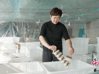 养殖技术促进乡村振兴：大棚里的“致富经”