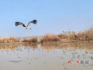 6只“国宝级”候鸟放归南矶湿地