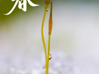 今日立春，美好迎春而来