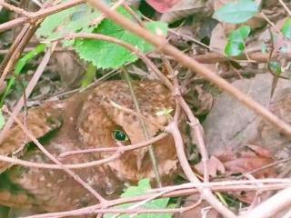 三明清流：警民联手暖心救助一只国家二级保护野生动物