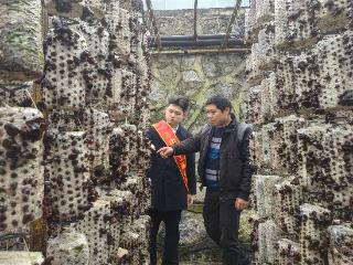 小菌棒“贷”动大产业！工行兴义册亨支行“种植e贷”托起致富梦