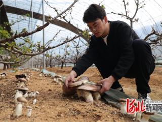 秦皇岛市山海关区：樱桃套种赤松茸 探索增收新路径