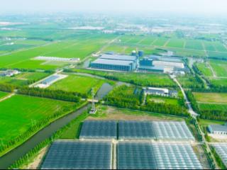 一块富硒猪肉里的生活答案 上海农业从“保障供给”到“定义美好”