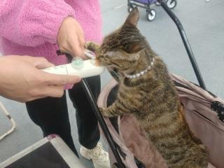 合肥年货节设立萌宠专区，把宠物友好写进购物清单