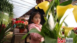 河北省迁安市：鲜花俏市人气旺 花样年味春意浓