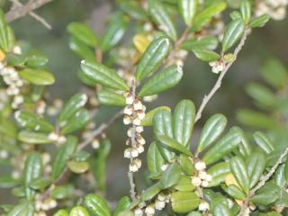 杭州植物园里这种冬日小白花让你一闻就终生难忘