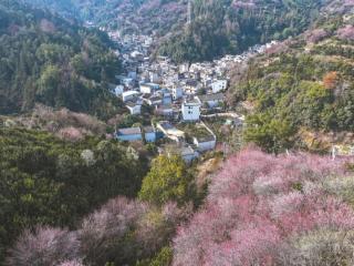 卖花渔村梅花开