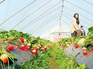 新春走基层 | 三明清流：草莓甜 润富民