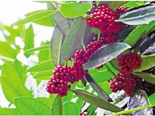 大叶冬青天一池