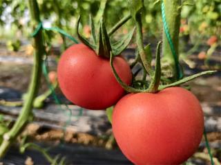 阳信县流坡坞镇闫家村西红柿抢“鲜”上市