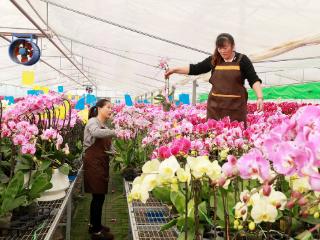 百花争艳迎佳节