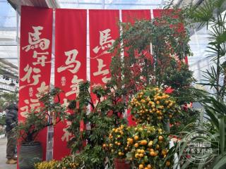 新春走基层｜带一束春天回家