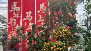 新春走基层｜带一束春天回家