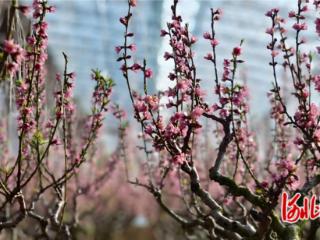 卢龙县刘田各庄镇：大棚桃花迎春绽放 甜蜜产业助农增收