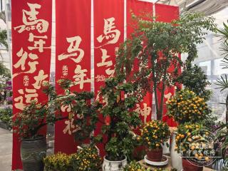 新春走基层·吉镜头｜年，凝在一朵朵花苞上