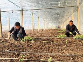 人勤春早 甜瓜安家——大羊镇春瓜进入定植关键期