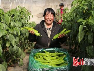 河北省迁安市：有机生态种植模式鼓起菜农“钱袋子”