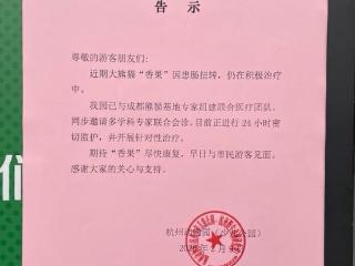 大熊猫“香果”生病，急坏了不少粉丝，目前正在积极治疗中