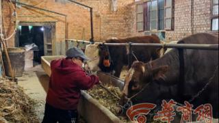 新春走基层|一头“扶贫牛”撑起致富梦