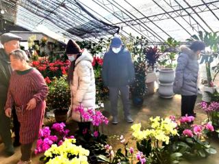 青岛平度：年宵花市迎销售高峰 特色花卉扮靓新春佳节