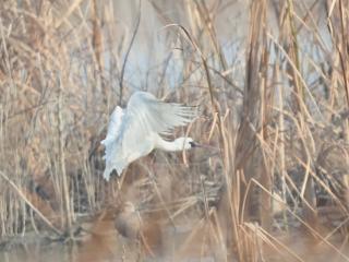 巢湖今年首月观测到146种鸟类 其中5种国家一级重点保护动物