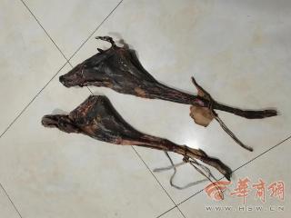 蛇皮袋内藏玄机 西乡站派出所查获非法携带国家保护野生动物制品