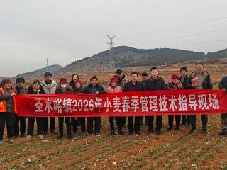 济宁市泗水县圣水峪镇：紧抓农时部署小麦春季管理 力促丰产丰收