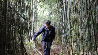 通山9万亩原始森林守护者：四十年步履不停守护青山