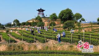 湖南桃江茶产业向“智”向“质”实现双提升