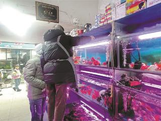 花鸟市场 连接旧时光与新日子