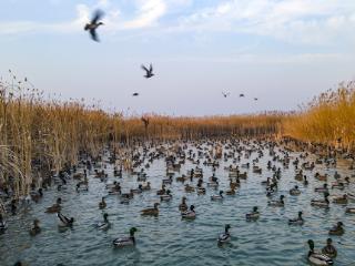 白洋淀护鸟人的新春坚守