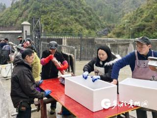 【新春走基层】绥阳：好山好水养好鱼 新春佳节虹鳟畅销省外