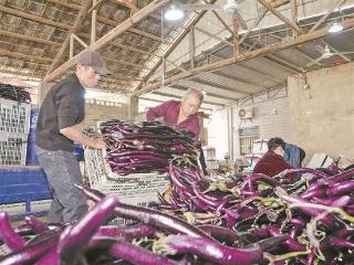 鹭岛冬蔬直通“世界货架”