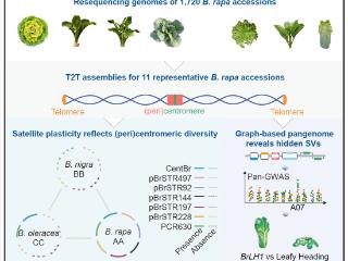 2026新春走基层 · 特别的年礼送爸妈｜安农大80后女教授研究成果登上《科学》杂志 破解进化谜题的“白菜”是最好的新年礼物