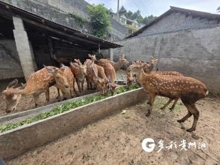 汇川区：呦呦鹿鸣奏响“富民曲”
