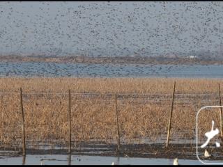 数万只花脸鸭！铜陵陈瑶湖惊现“鸟浪”