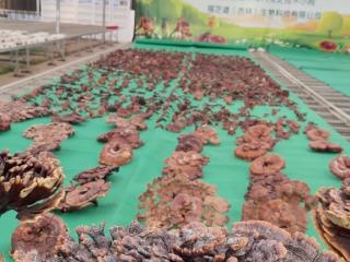 吉林好时节｜ 把“钱等粮”变成“钱追人”，吉林金融惠农政策有多拼？