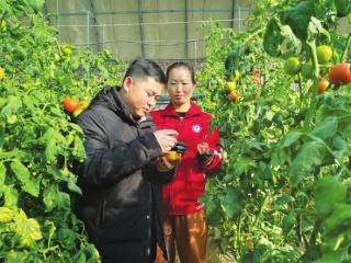 新春走基层｜一座棚的“甜蜜写照”
