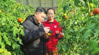 新春走基层｜一座棚的“甜蜜写照”