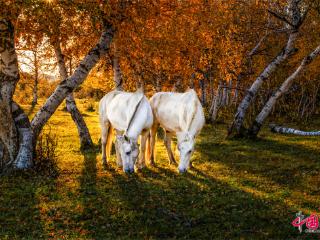 以梦为马，春山可望