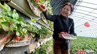 新春走基层·牢记嘱托 幸福回响｜大贵口的草莓红了