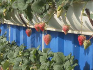 吉林好时节｜从“冬闲”到“冬忙”，金融赋能 助农端稳“菜篮子”