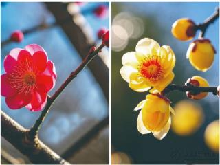 识得梅花与蜡梅