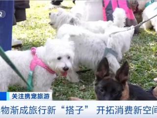 “携宠旅游”涌向年节市场 开拓消费新空间