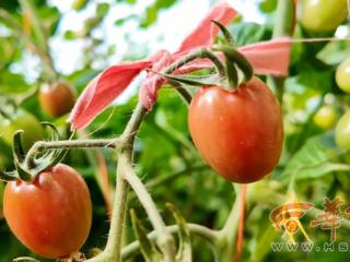 棚暖果红迎新春！西安蓝田这里的“碧娇”圣女果红了！