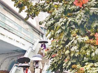 今起三天鹭岛阵雨时至 气温不降反升